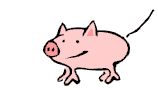 Schwein 12